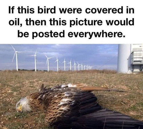 eagle.jpg