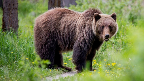 bear.jpg