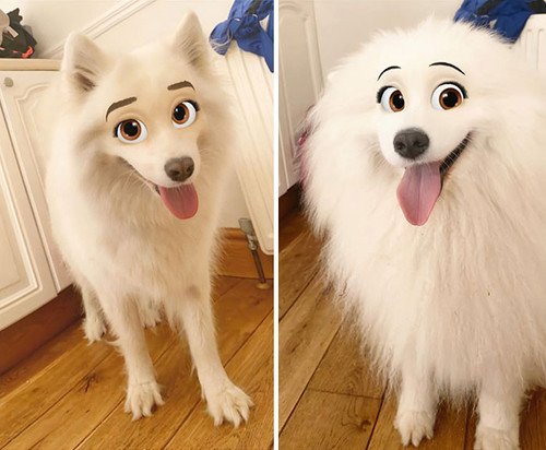 dog disney snapchat filter 1 5f2fac0778b4c 700.jpg