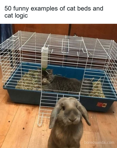 e03847d2 2bb0 4b9f 8cac e817fd0fd557.png