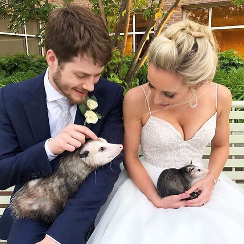 Meet Sesame the skunk who broke all stereotypes of his species 102 Pics 5f5626fac423e 700.jpg