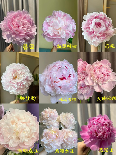 粉色系芍药打卡测评 1 ARR天下第一 来自小红书网页版.jpg