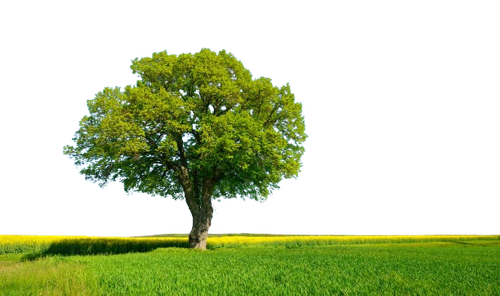 istockphoto 930082108 612x612 removebg preview.png