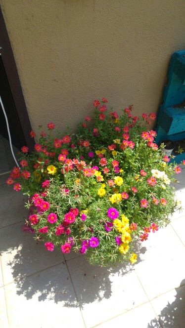 Portulaca .jpg