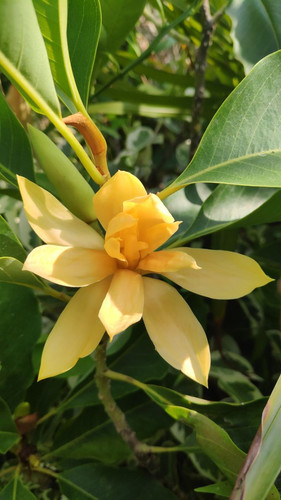 Magnolia champaca.jpg