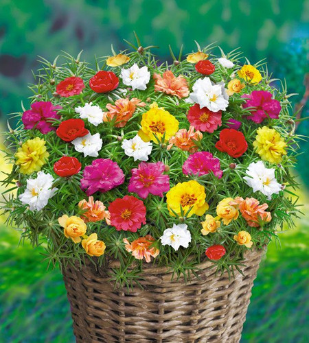 Portulakka Happy Hour Mix.jpg