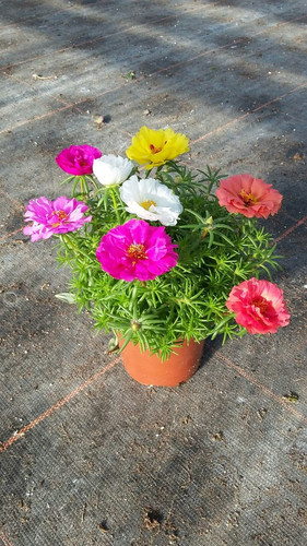 Portulaca grandiflora mix Vrolijke kleuren in 1 pot gevangen!.jpg