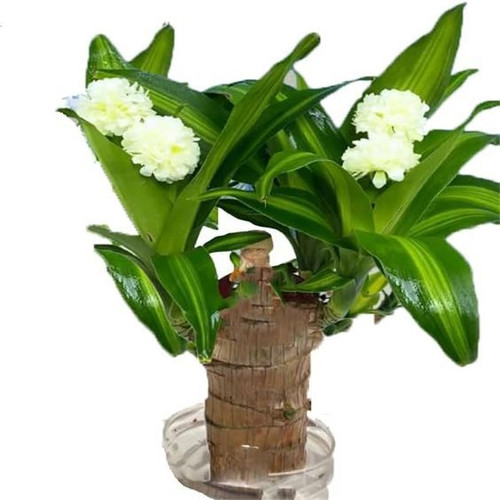 Sufeasdf 2024 Brazilian Lucky Wood,Mini Brazil Lucky Wood, Mini Home Plant Decoration, Bring You Goo.jpg