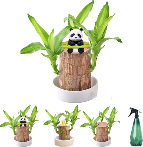 2024 New Mini Brazil Lucky Wood, Brazilian Wood Plant, Brazil Lucky Wood Plant, Magical Sprouting Lu.jpg
