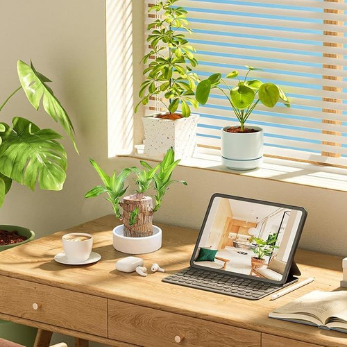 Go Green Lucky Brazil Wood Potted Plant Healthy Indoor Live Lucky Brazilian Wood Plant.jpg
