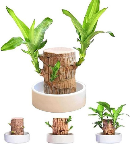 Mini Brazil Lucky Wood,Magical 𝐒𝐩𝐫𝐨𝐮𝐭𝐢𝐧𝐠 Brazilian Lucky Wood 𝐏𝐥𝐚𝐧𝐭 Wood,Indoor Office Desktop 𝐏𝐥𝐚𝐧𝐭.jpg