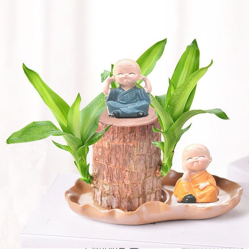 Brazilians Lucky Wood Plant Air Purifying Plants Indoor Mini Brazil Lucky Wood Plant Hydroponic Wood.jpg