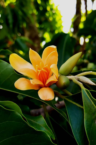 Explore 21 Interesting Orange Flowering Trees for Your Garden.jpg