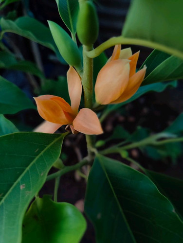 🟡Jade orchid.jpg