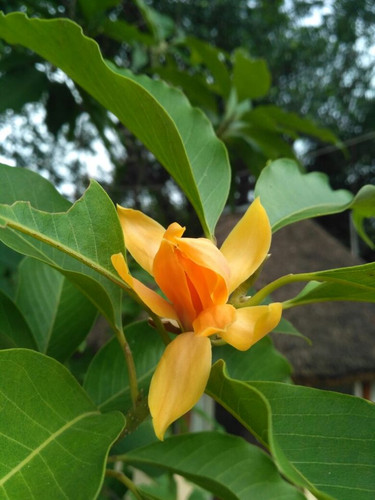 Michelia champaca magnolia.jpg