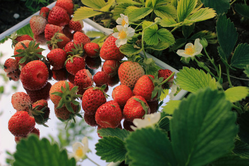 pexels ebrubodyy 18018686.jpg