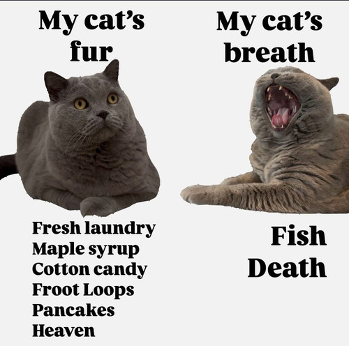 487235273 956535510021439 9222764353230529704 n.jpg