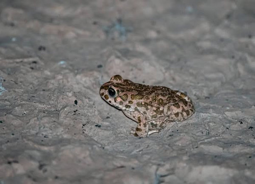 489550648 702711255441225 2495503776854059586 n.jpg?stp=dst jpg s600x600 tt6& nc cat=108&ccb=1 7& nc.jpg