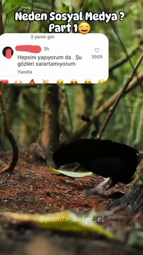 zNWxvQScD9X6wy9K.1