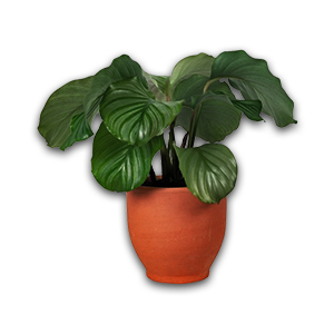 potted3.png