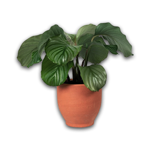 potted2.png