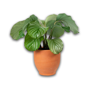 potted1.png
