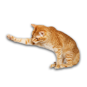 orange cat.png