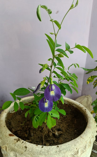 Aparajita Plant (Asian pigeonwings).jpg