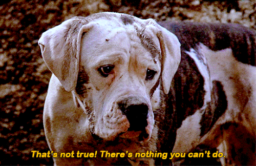 tumblr 438ab0b31c7d118b560ff33670041ef5 7615838c 540.gif