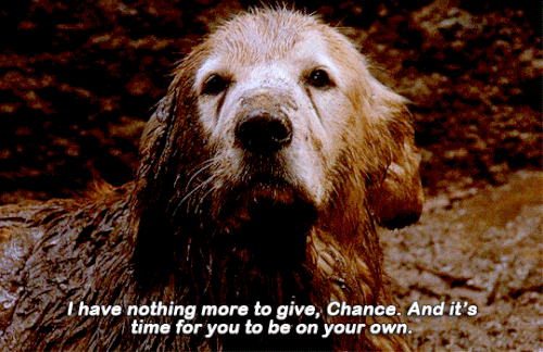 tumblr 5dc8ed6f5b539c63fdb02f1207e1ced9 4ea9b658 540.gif