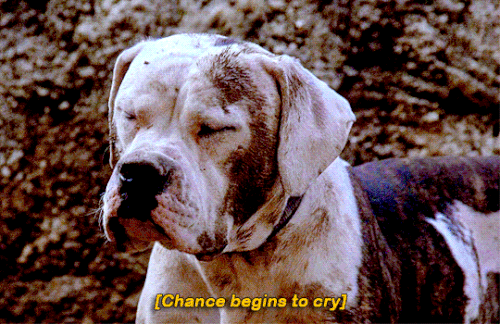tumblr 8c6e67576cf955fafd957ceda9a77688 692183f4 540.gif