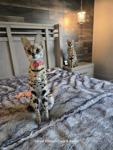 490274349 122166085712321804 2676279509285971878 n.jpg