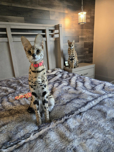 wmremove transformed.jpg