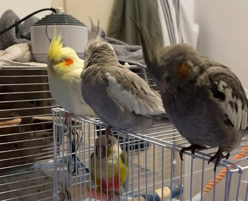 Camera XHS 1744352205473 edit 13450909985447.jpg