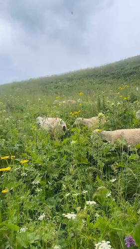 o vyPrdwOdvNOWQN.jpg