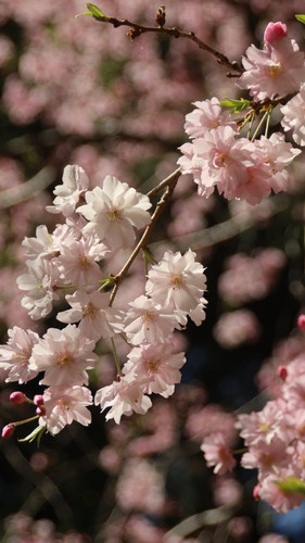 GoKnGknaQAAxksP.jpg