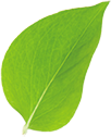 leaf2.png