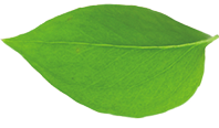 leaf3.png