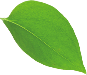 leaf4.png