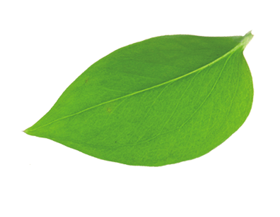 leaf1.png