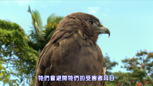 Wild.Hawaii.S01E01.2014.1080p.DSNP.WEB DL.DDP5.1.H264 HHWEB.mkv 20250411 192203.174.png