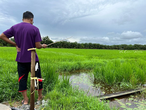 aktiviti memancing desastay santai d sawah.jpg