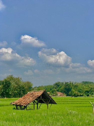 sawah ranji padi di jatiwangi majalengka 222549223.jpg