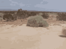 IMG 0747.gif
