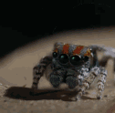 spider dance.gif