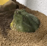 img 174447498859988eb39cegy1i0e0m9waaqg20cx0adkjm.gif