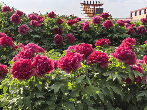 IMG 20250412 161712.jpg