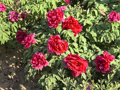 IMG 20250412 154852.jpg