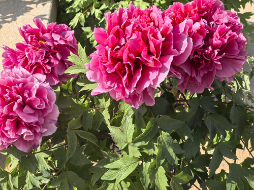 IMG 20250412 152439.jpg