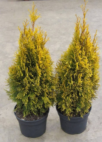 Thuja occidentalis 'Golden Smaragd' (sin 'Janed Gold'') TORTADES.jpg